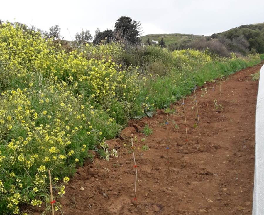 Caritas Agricultural Project